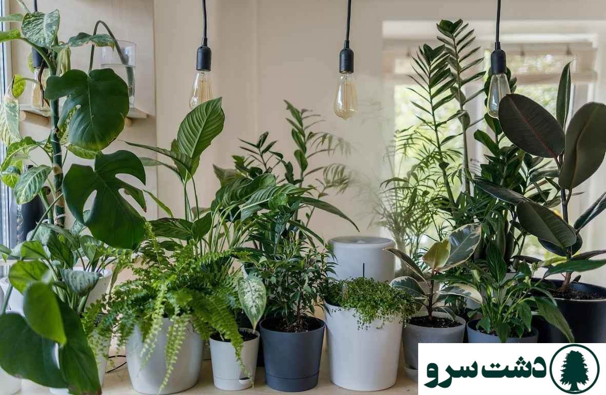 علت جوانه نزدن برگ عبایی