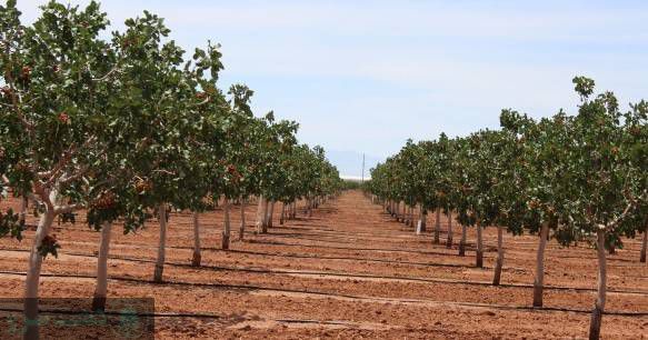 ایا درخت پسته بدون پیوند بار میدهد