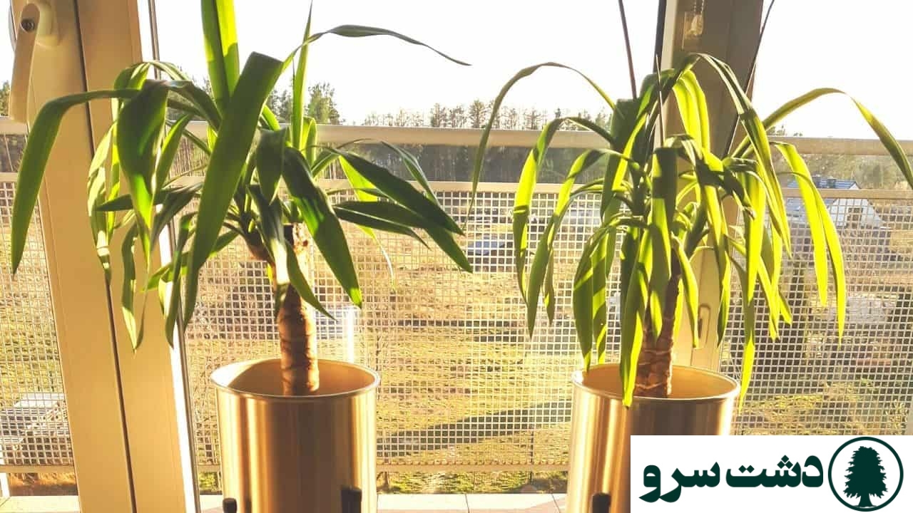 علت زرد شدن برگ یوکا