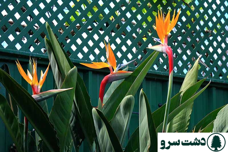 شرایط نگهداری گل پرنده بهشتی