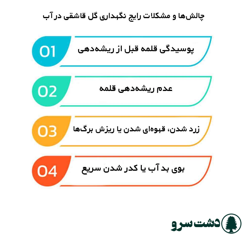 نگهداری گل قاشقی در آب