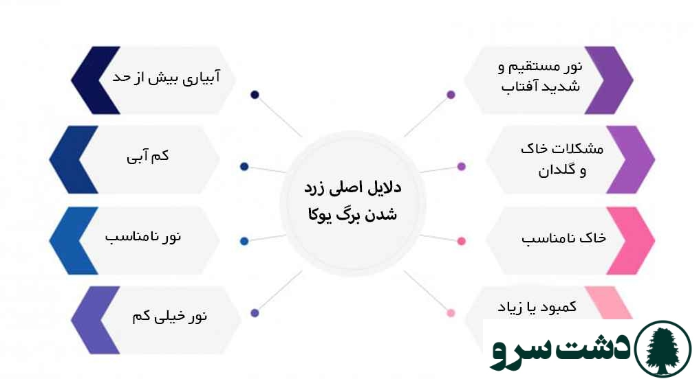 علت زرد شدن برگ یوکا