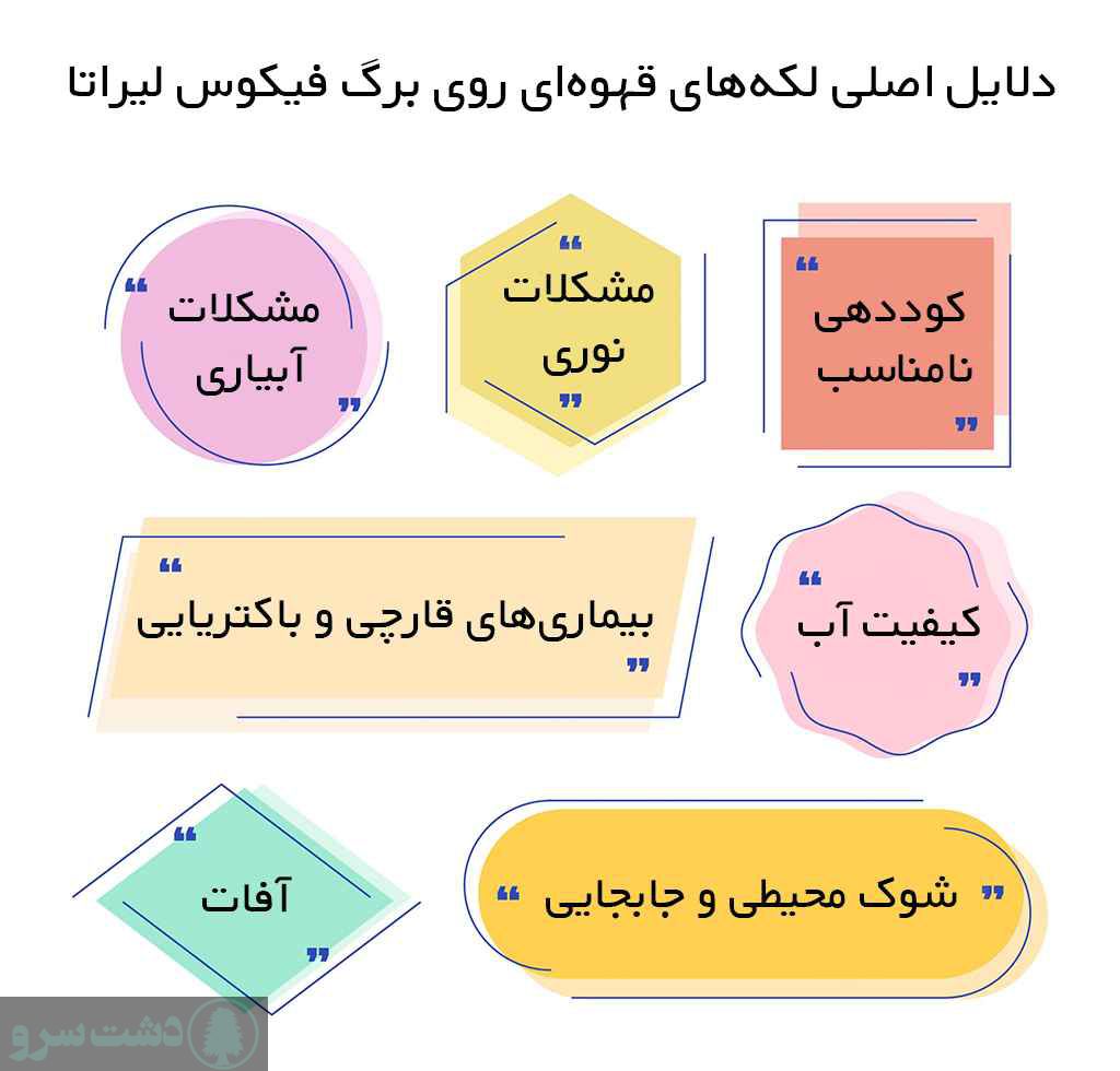 دلایل اصلی لکههای قهوهای روی برگ فیکوس لیراتا