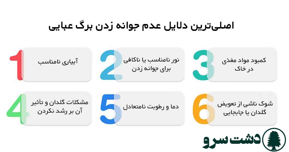 علت جوانه نزدن برگ عبایی
