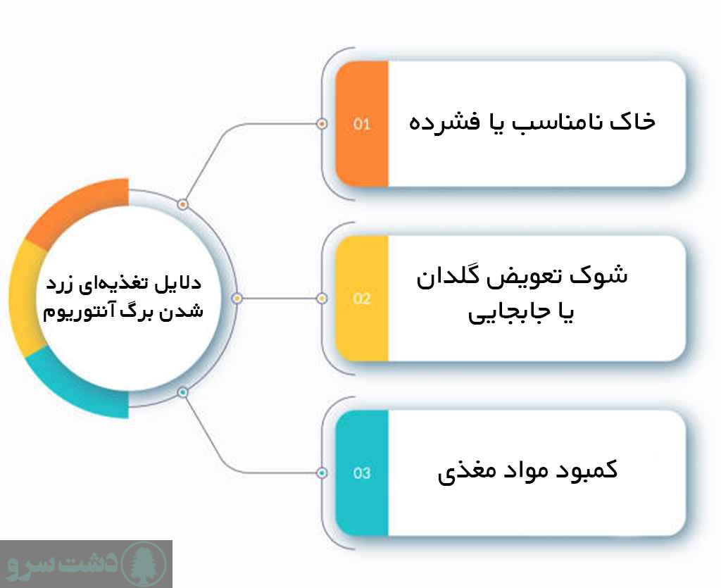 علت زرد شدن برگ آنتوریوم