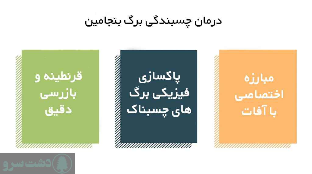 درمان چسبناک شدن برگ بنجامین