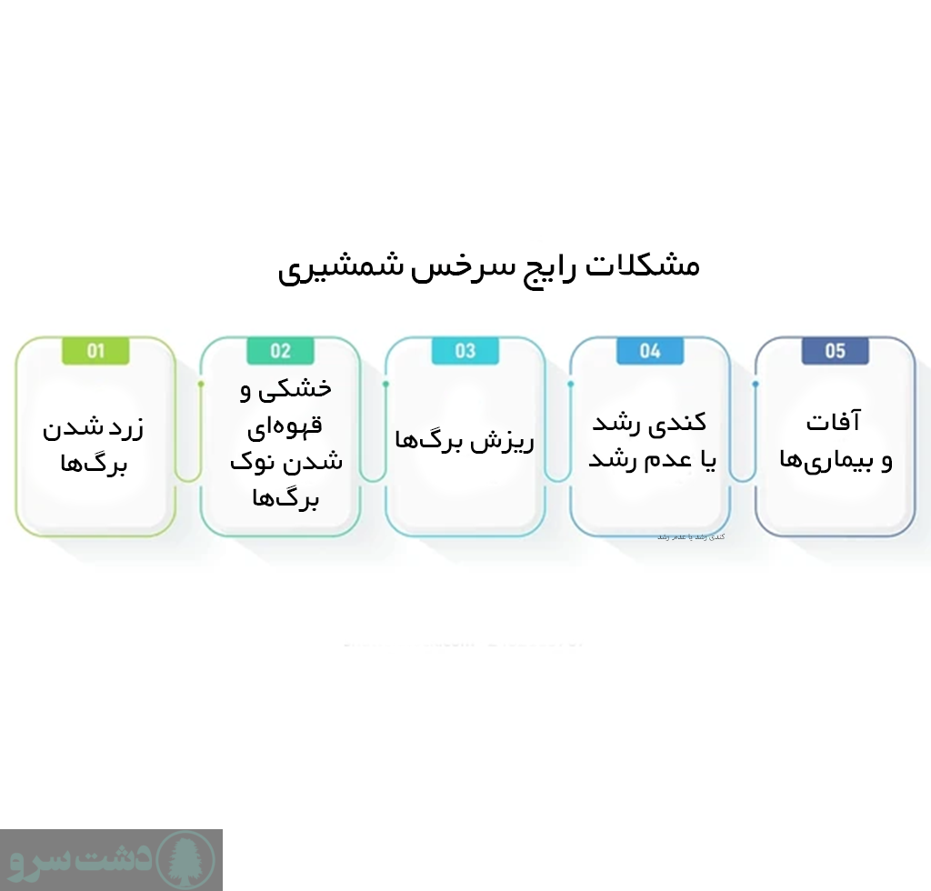 مشکلات رایج سرخس شمشیری