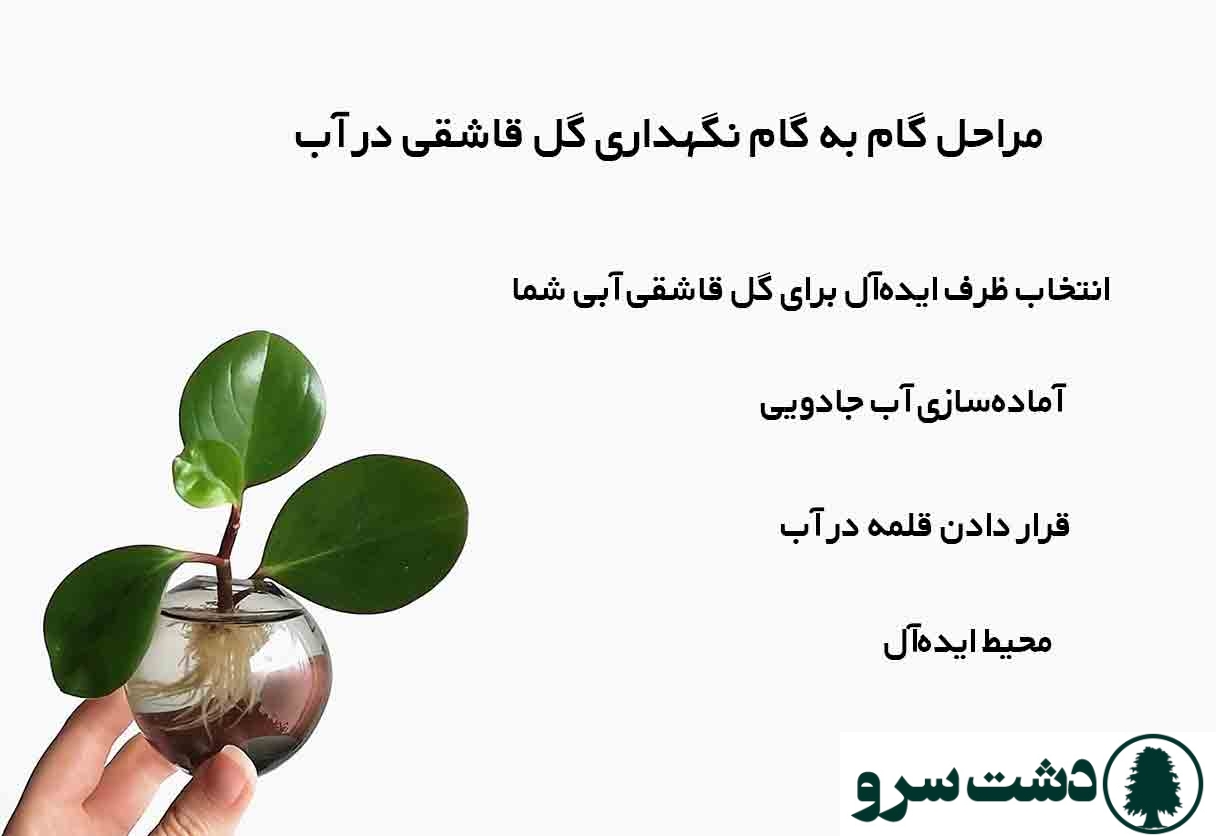 نگهداری گل قاشقی در آب