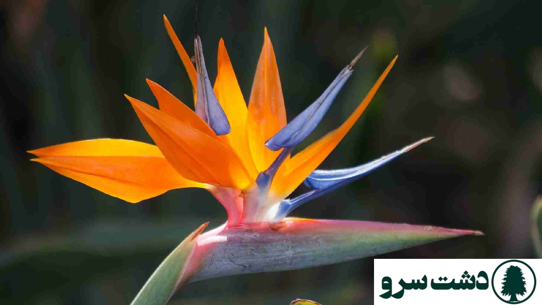 شرایط نگهداری گل پرنده بهشتی