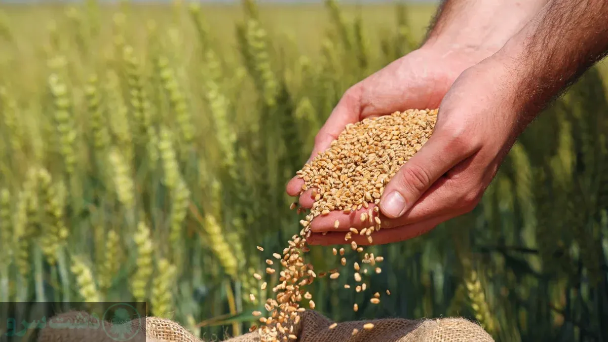 علائم کمبود پتاس در گندم