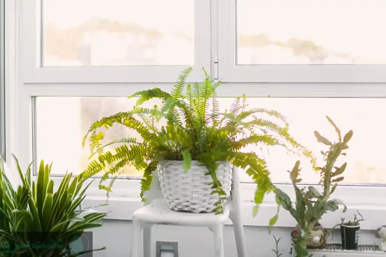 نحوه نگهداری گل سرخس شمشیری