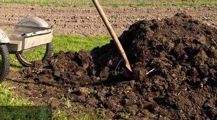 کود حیوانی برای نهال تازه کاشته شده