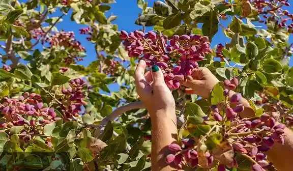 ایا درخت پسته بدون پیوند بار میدهد