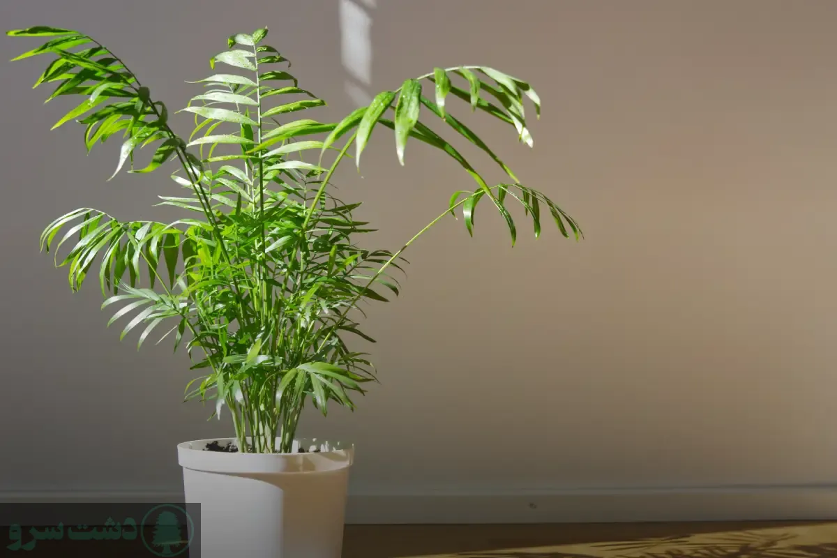 علت توقف رشد نخل شامادورا