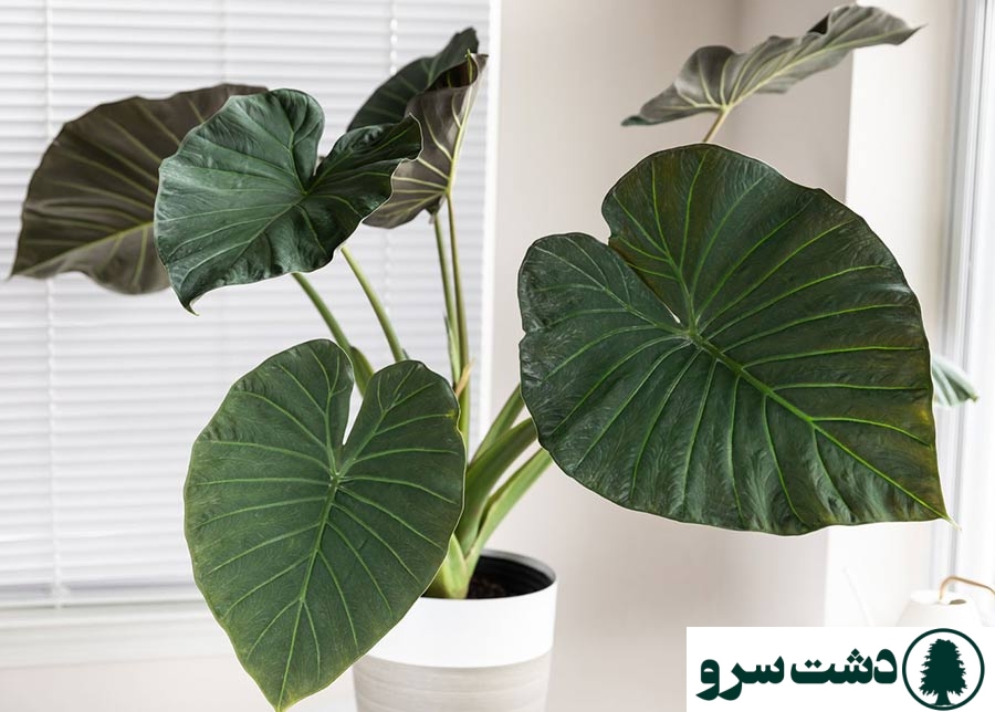 شرایط نگهداری گل بابا آدم در آپارتمان