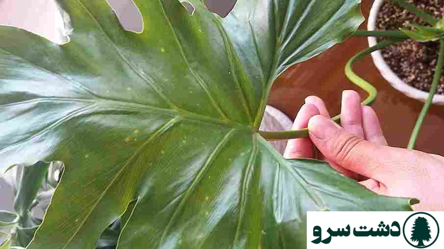 مشکلات برگ انجیری فر