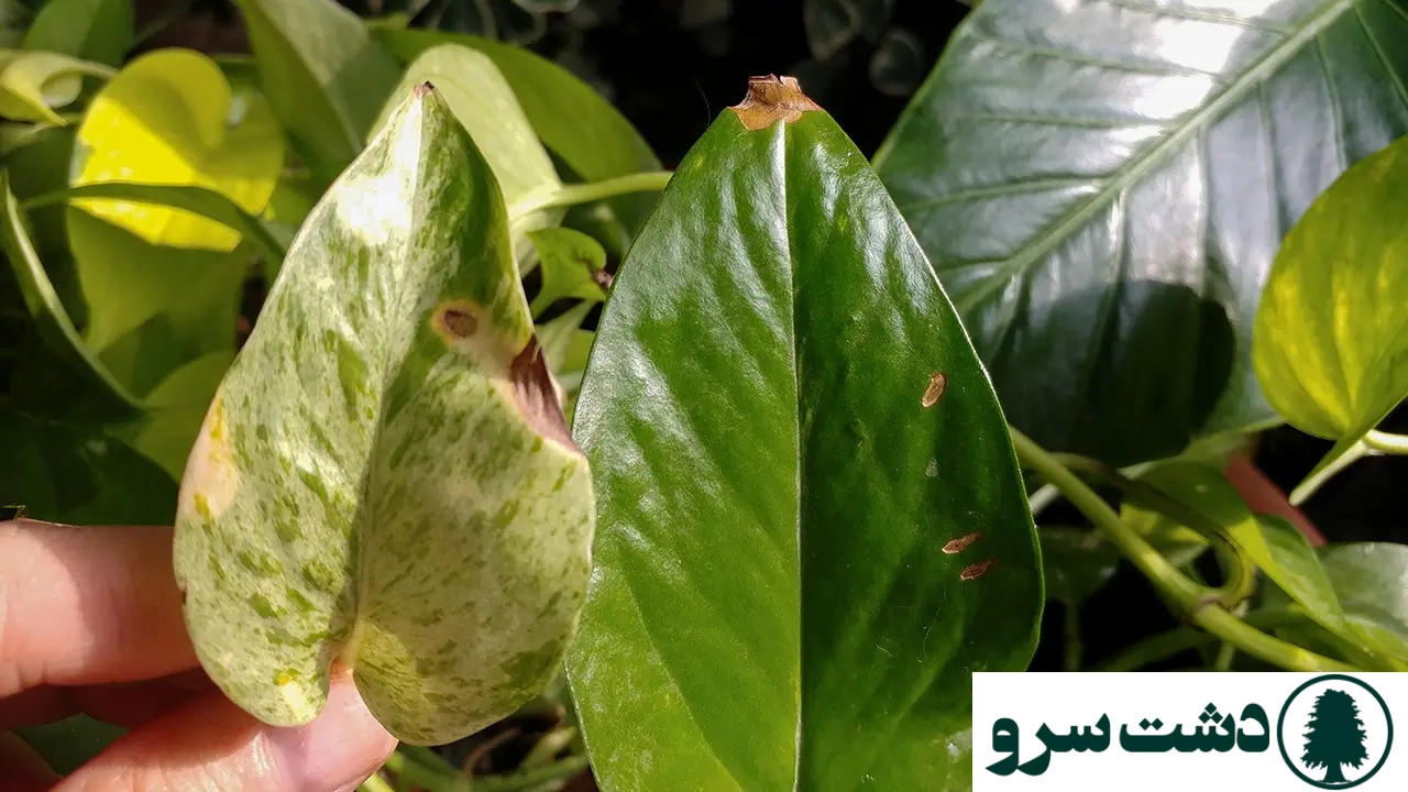 کود آهن برای آگلونما