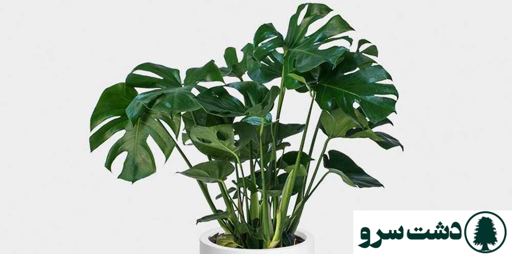 گرانترین گل های آپارتمانی