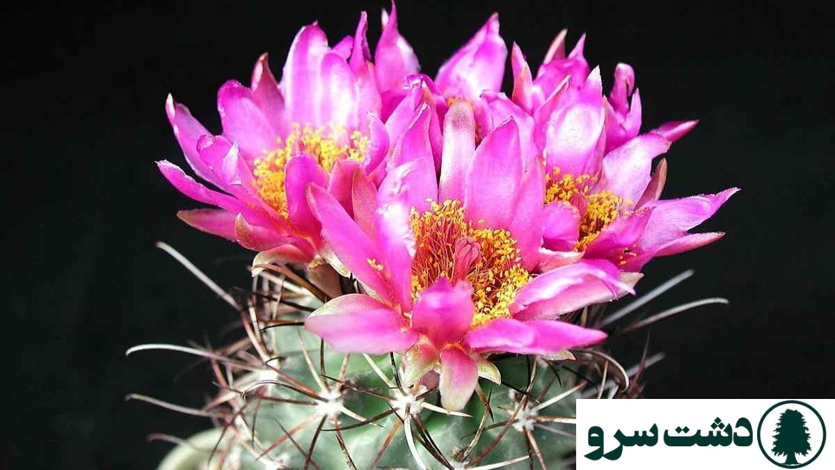 بهترین نوع کاکتوس برای خانه - کاکتوس اچینوپسیس