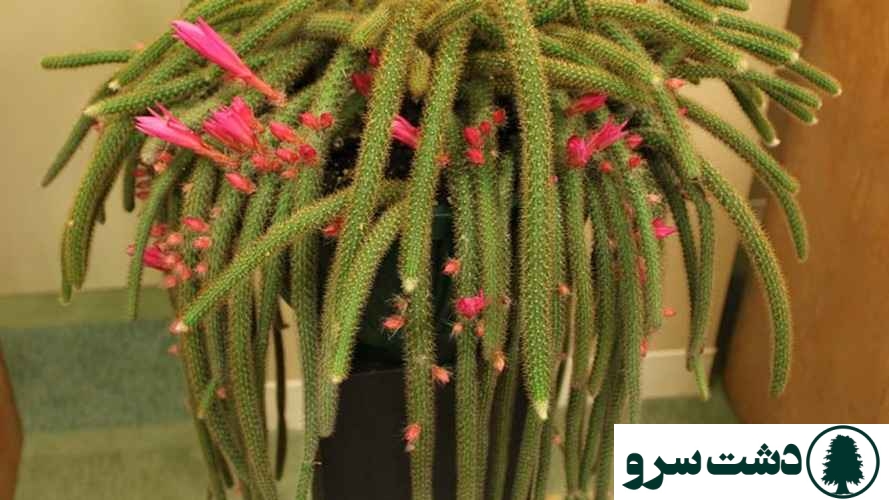 بهترین نوع کاکتوس برای خانه-کاکتوس دم موشی