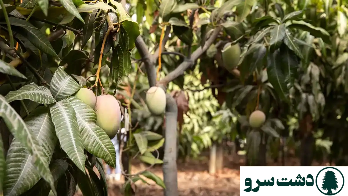  علت خشک شدن برگهای نهال انبه