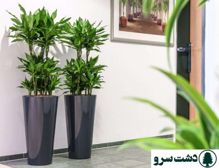 تعویض گلدان دراسنا کامپکت