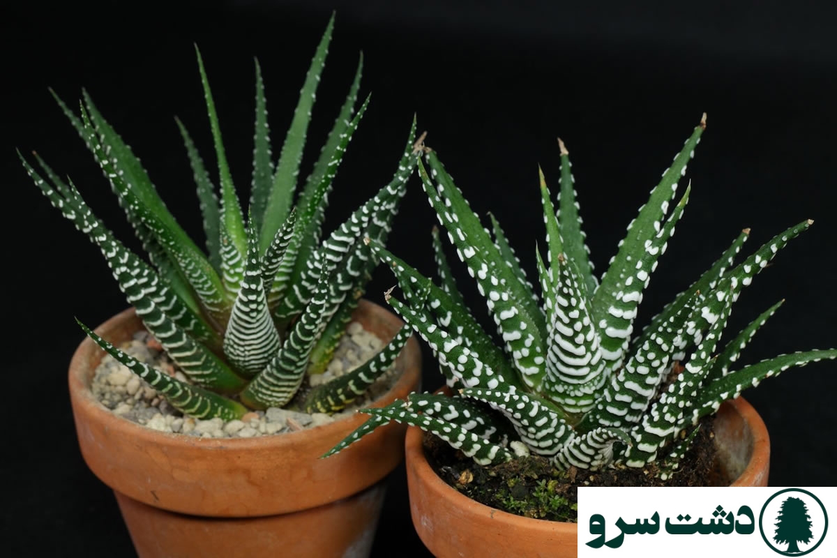 بهترین نوع کاکتوس برای خانه-کاکتوس هاورتیا