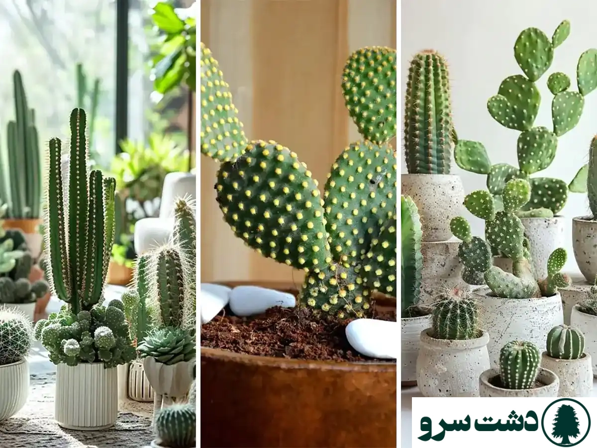 بهترین نوع کاکتوس برای خانه