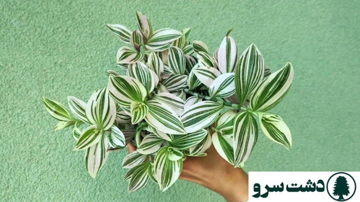  شرایط نگهداری برگ بیدی سبز