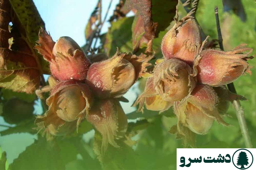 درخت فندق در چند سالگی بار میدهد