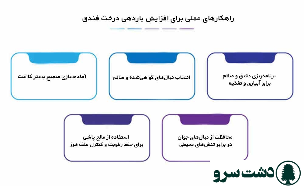 درخت فندق در چند سالگی بار میدهد
