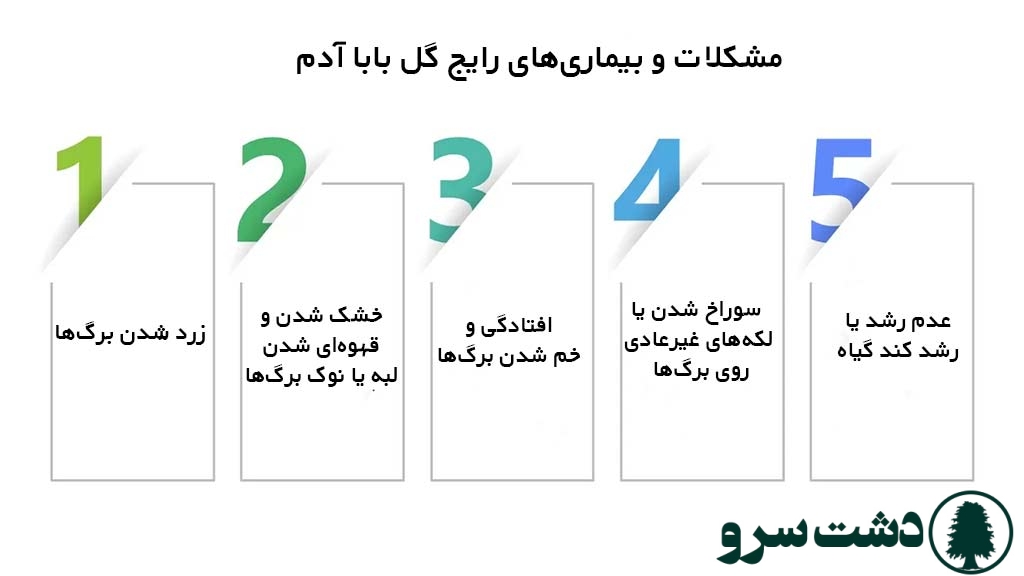 شرایط نگهداری گل بابا آدم در آپارتمان