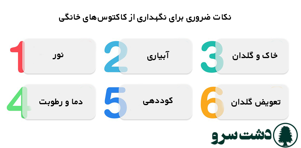 بهترین نوع کاکتوس برای خانه