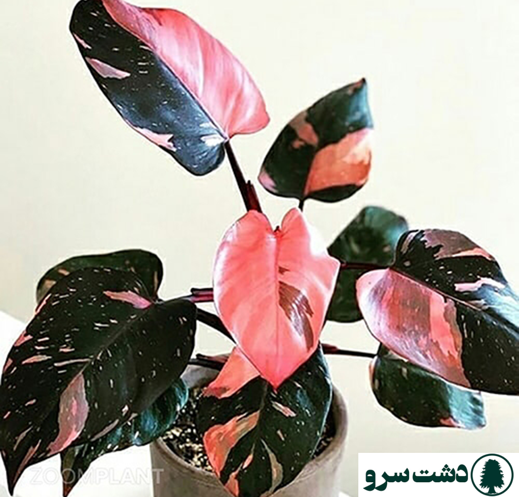 گرانترین گل های آپارتمانی