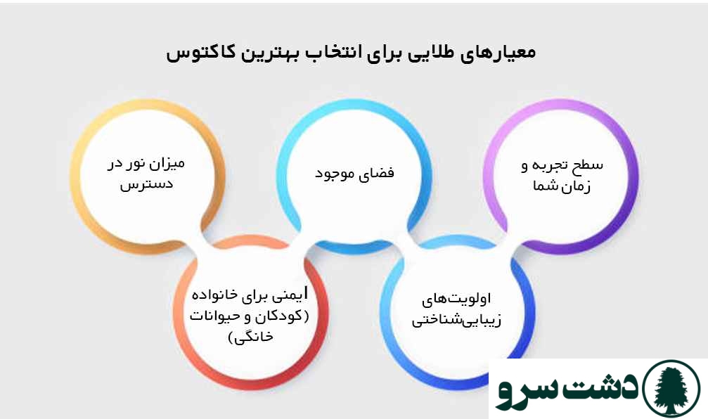 بهترین نوع کاکتوس برای خانه