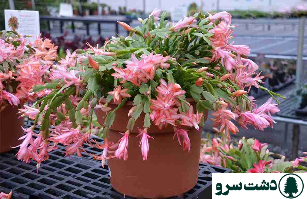 بهترین نوع کاکتوس برای خانه- کاکتوس کریسمس