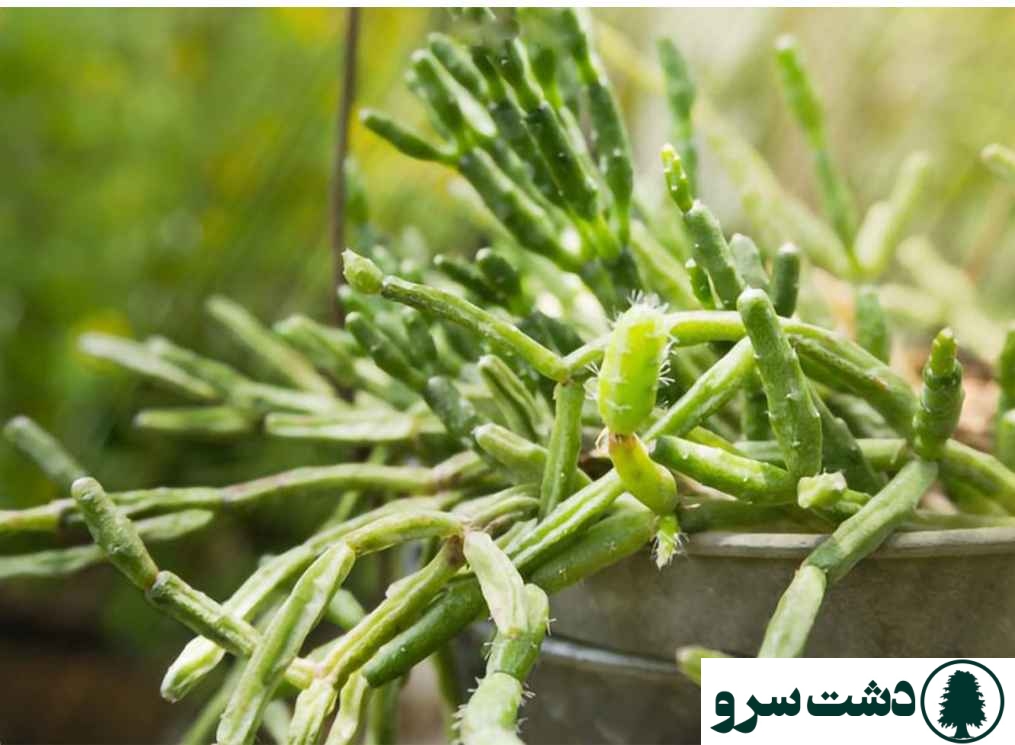 بهترین نوع کاکتوس برای خانه- کاکتوس کاپیس