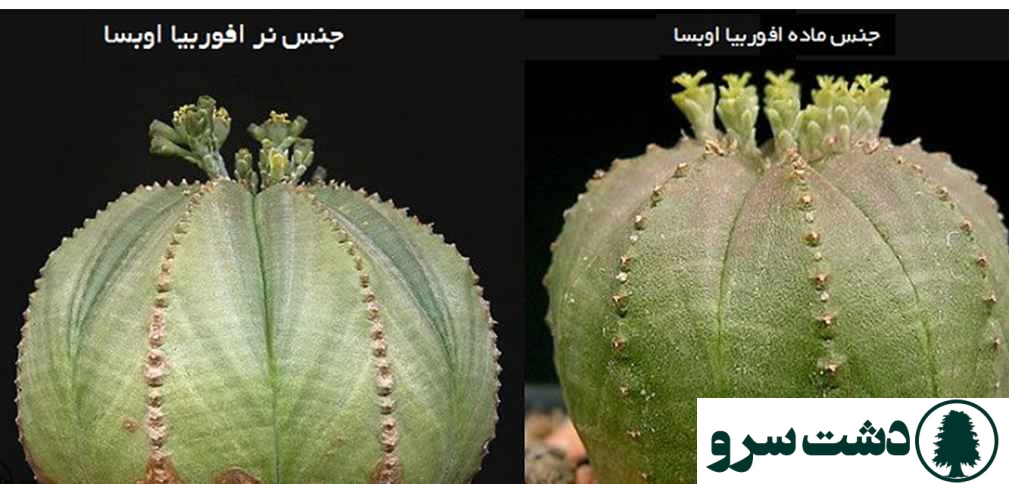 بهترین نوع کاکتوس برای خانه- کاکتوس افوربیا اوبسا