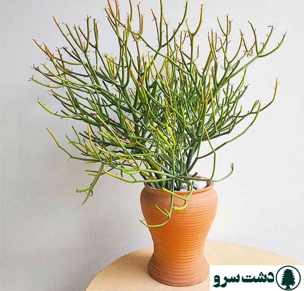 بهترین نوع کاکتوس برای خانه-کاکتوس مدادی