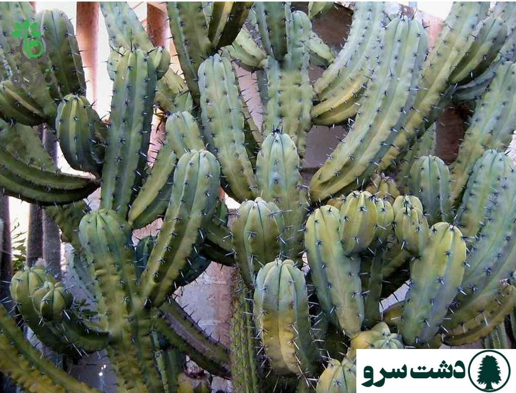 بهترین نوع کاکتوس برای خانه-میرتلوکاکتوس ژئومتریزانس