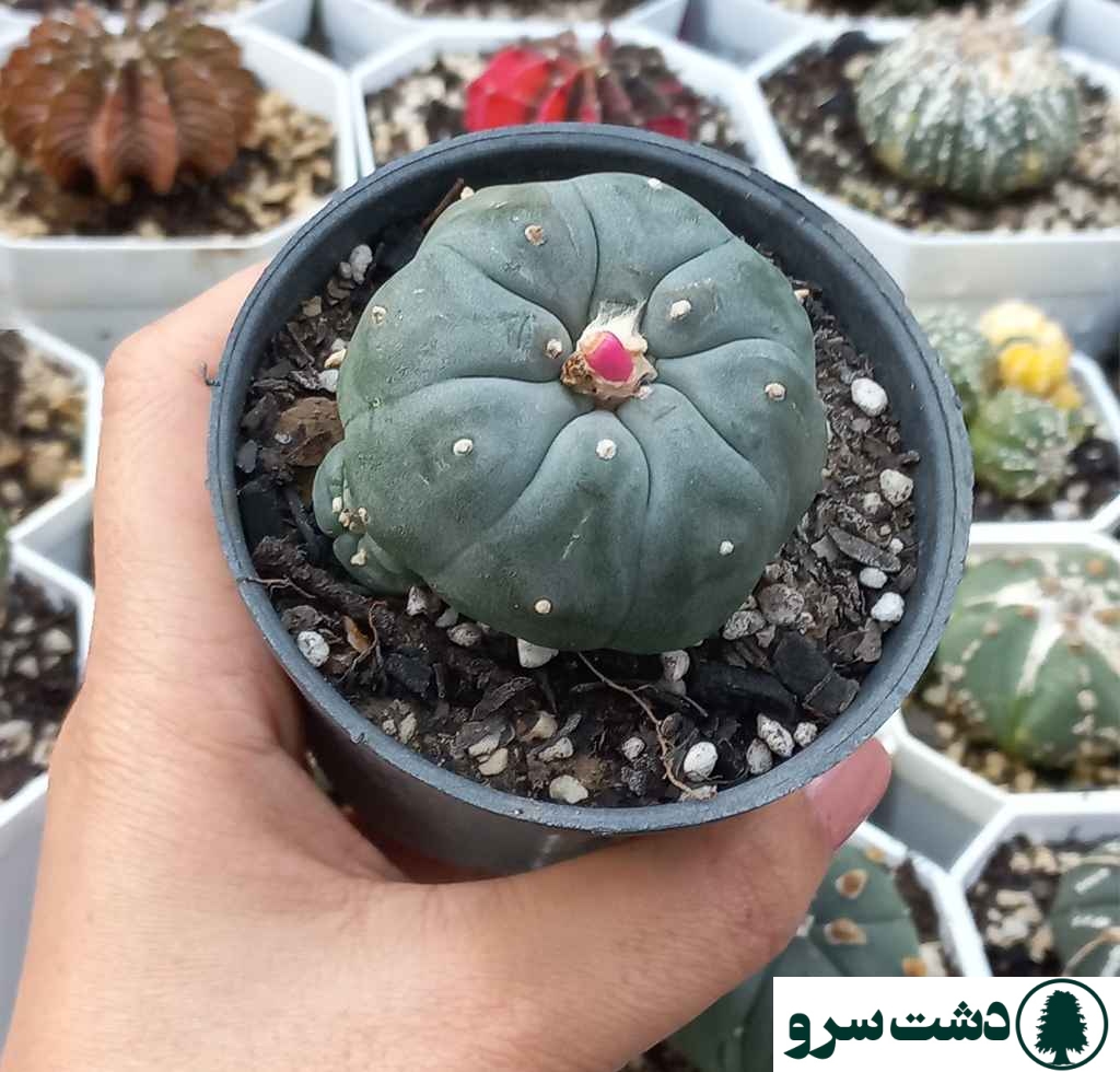 بهترین نوع کاکتوس برای خانه-کاکتوس لوفوفورا