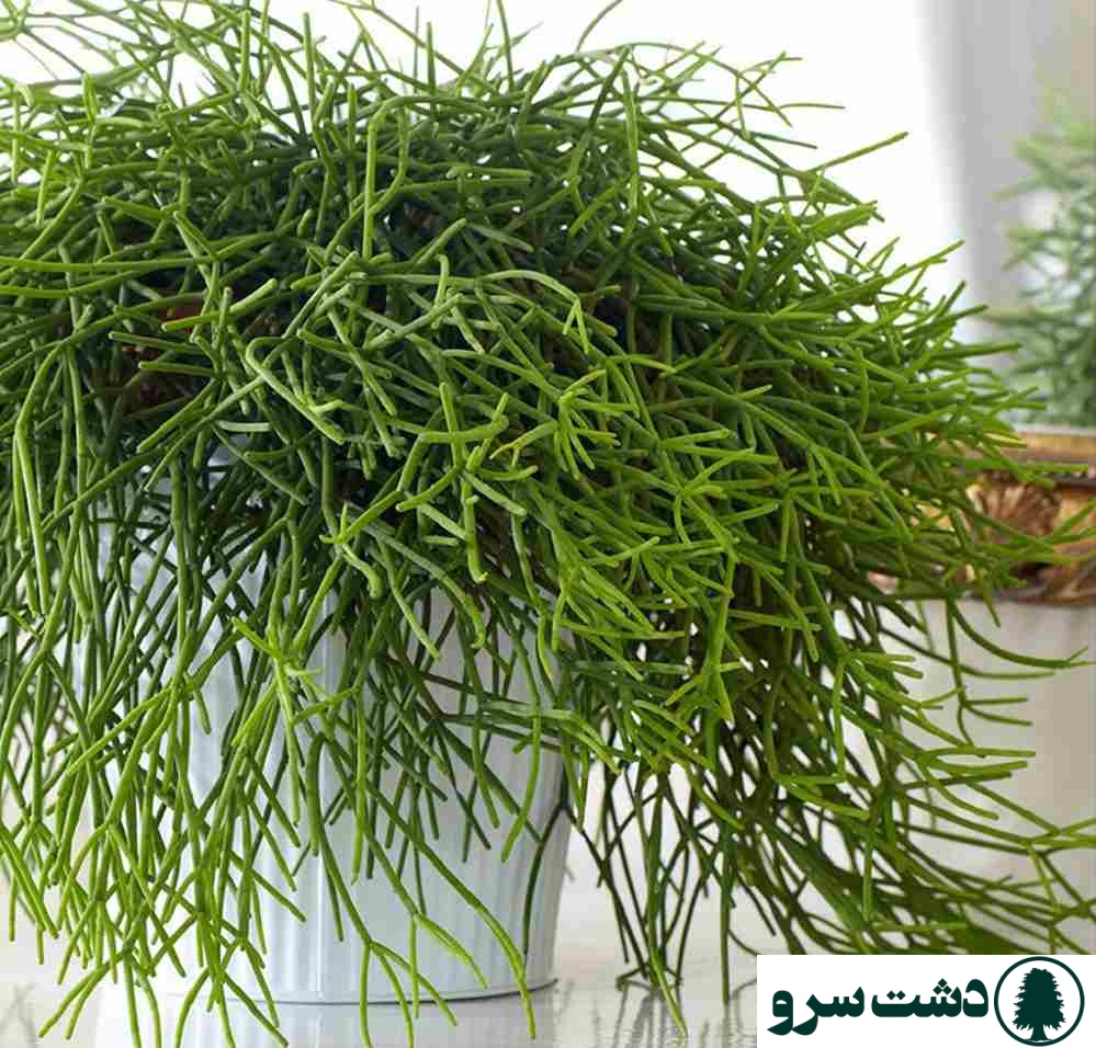 بهترین نوع کاکتوس برای خانه-کاکتوس ریپسالیس