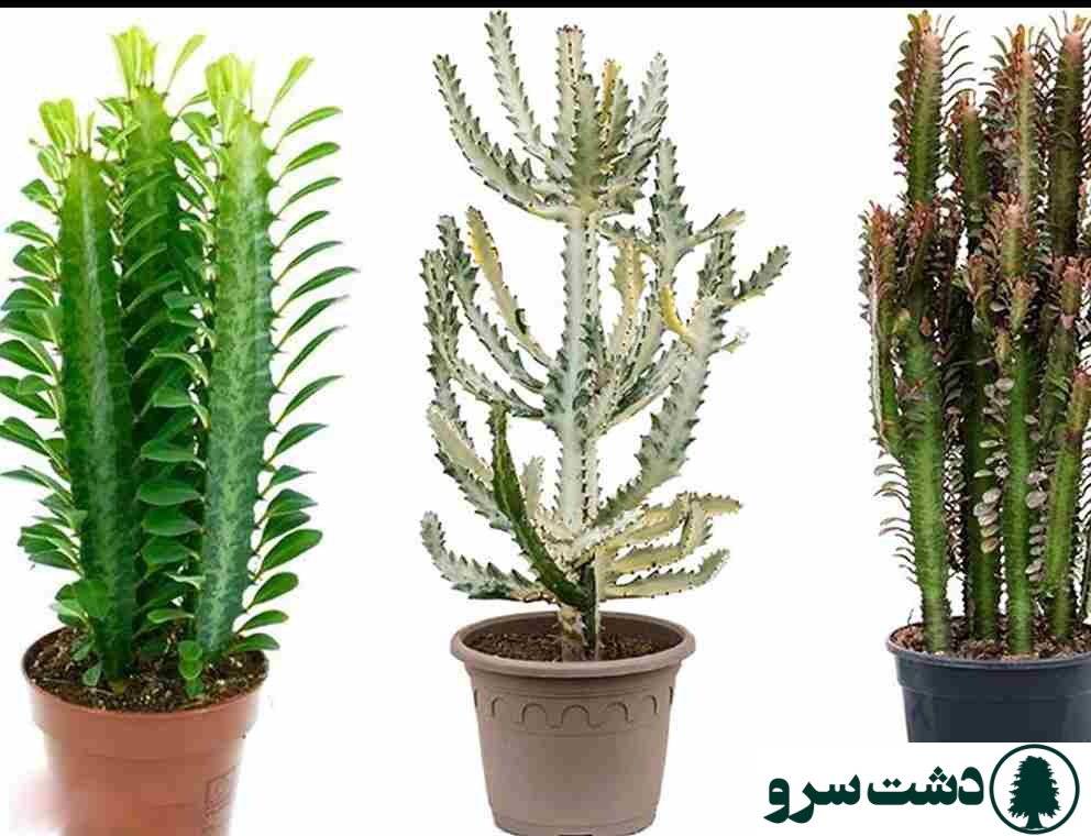 بهترین نوع کاکتوس برای خانه-کاکتوس افوربیا تریگونا