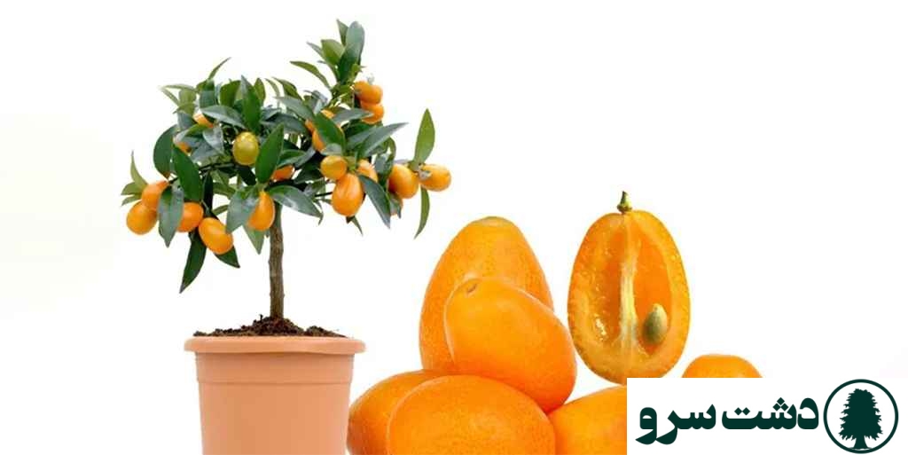 نگهداری کامکوات در منزل-کامکوات ناگامی