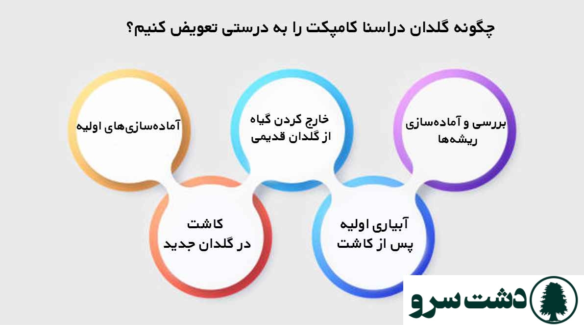 تعویض گلدان دراسنا کامپکت