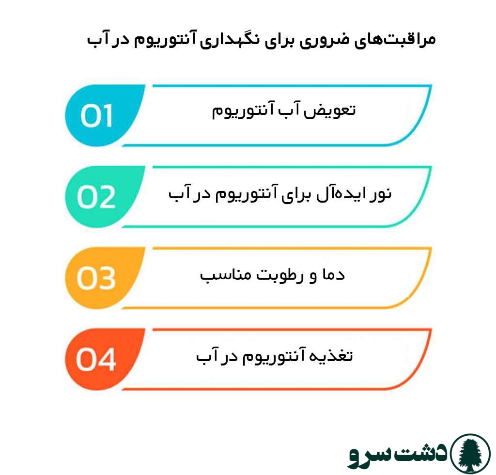تکثیر آنتوریوم در آب