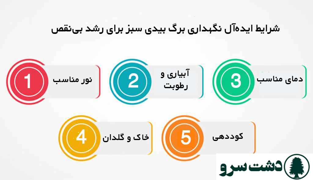  شرایط نگهداری برگ بیدی سبز
