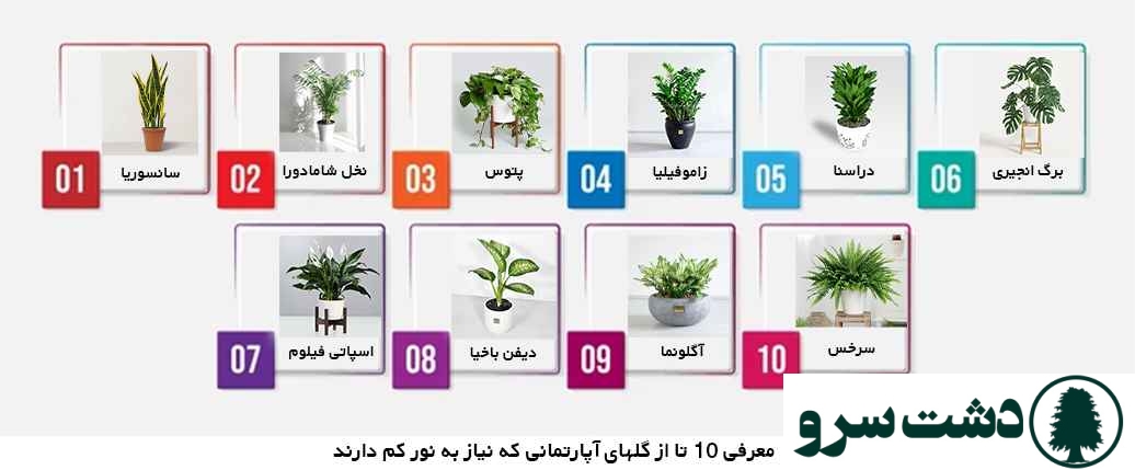 گلهای اپارتمانی که به نور کم نیاز دارد