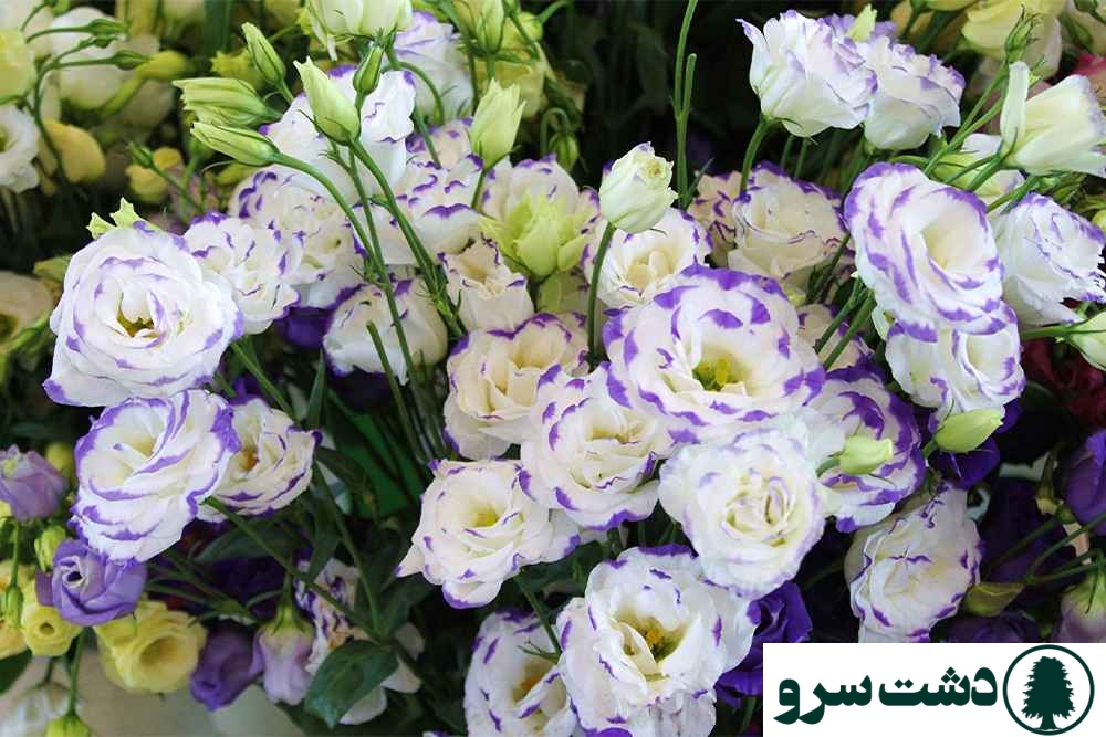 گل لیسیانتوس سفید نماد چیست