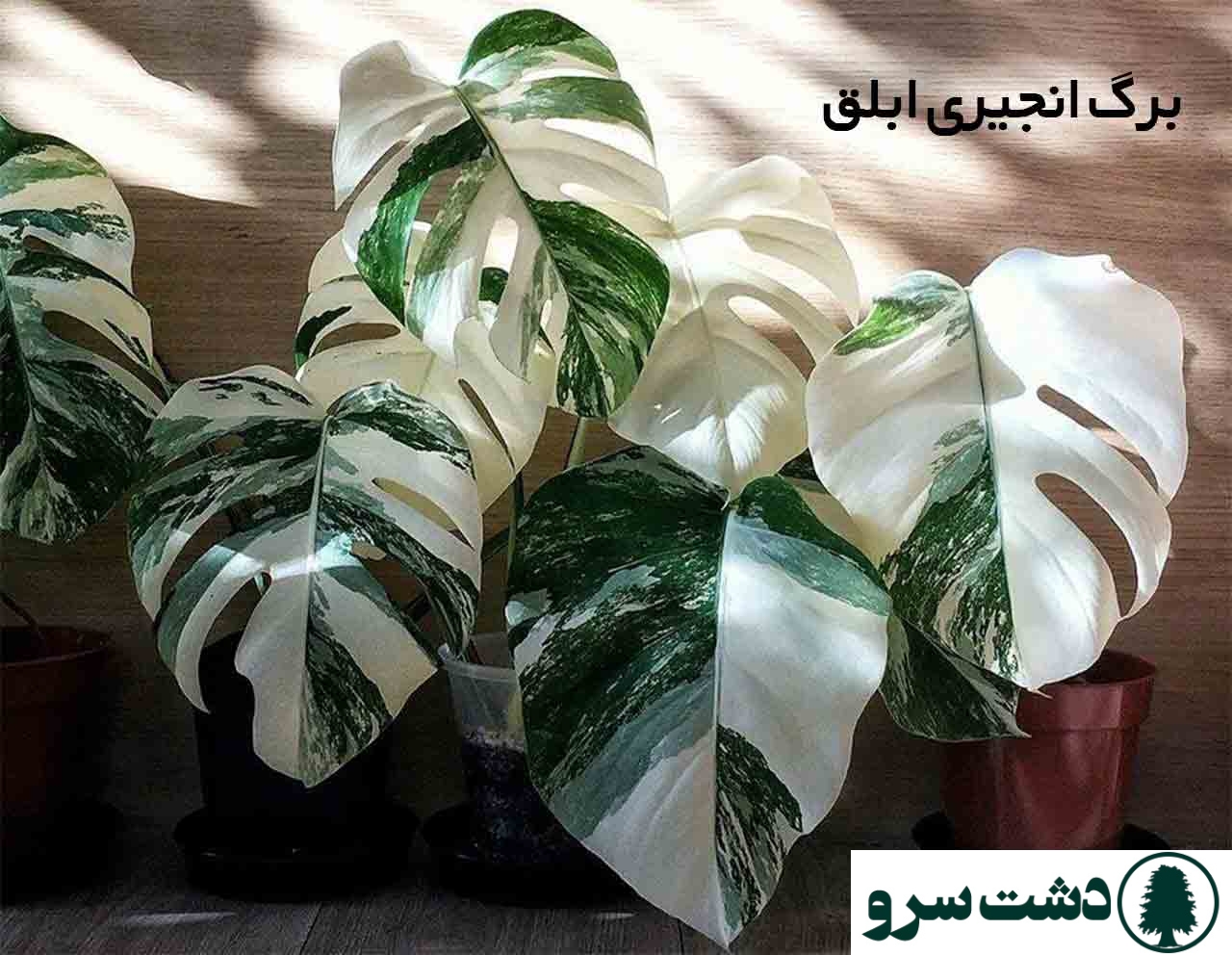 گرانترین گل های آپارتمانی